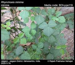 Image result for Rhynchosia albissima