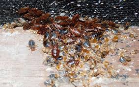 Maybe you would like to learn more about one of these? Bed Bug Identification Prevention A Guide To Bed Bugs