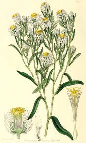 Image result for Vernonia amblyolepis