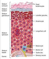 Robin Obrien Robinobrienwqa Skin Anatomy Integumentary System Skin Science