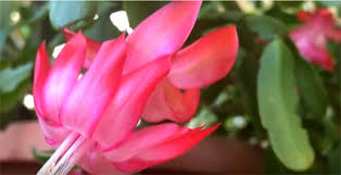 To bloom or not to bloom, that is the question many christmas cactus owners are asking themselves. Christmas Cactus Care Guide Growing Stunning Schlumbergera Indoors Hi Spring