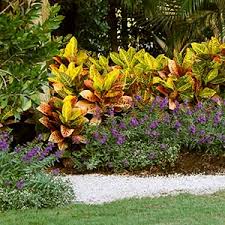 Image result for Croton