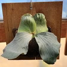 Image result for Platycerium elephantotis