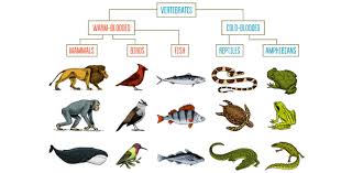Well, what do you know? Vertebrates Quiz Mammals Reptiles And Fishes Proprofs Quiz