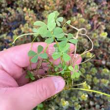Image result for Marsilea vera