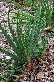 Image result for Boophone disticha