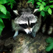 Sunflower seeds, in particular, are a favorite food of raccoons and opossums, and these animals will often make bird feeders in the area a regular foraging stop. Koi Pond Predators Raccoons Next Day Koi