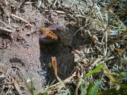 An easy method to get rid of your infestation is to place a trap near the nest. How To Get Rid Of Ground Bees Easy Mining Bee Control Guide