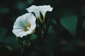 Image result for Turbina longiflora