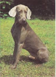 Image result for výmarský krátkosrstý ohař