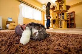 Researched on cat cafes in tokyo and found many reviews saying this was the best in tokyo. Cat Cafe Tokyo The 7 Best Places Of The City You Have To Visit
