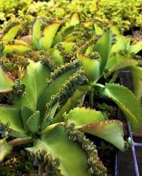 Image result for Kalanchoe pinnata