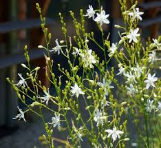 Image result for Chlorophytum colubrinum