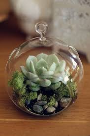Diy Succulent Terrarium Succulents Diy Succulent Terrarium Diy Succulent Terrarium