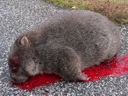 Image result for dead wombat