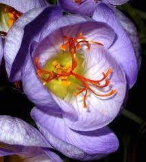 Grow Your Own Saffron Oooooo I Want To Grow Saffron Growing Saffron Saffron Crocus Crocus Bulbs