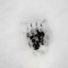 Tierspuren spuren abdruck schnee sand spur winter fußspuren fußabdruck tierspur. Tierspuren Quiz Naturschutz Ch