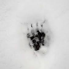 Um den kindern die tierspuren im schnee näher zu bringen, habe ich einige arbeitsposten bereitgemacht. Tierspuren Quiz Naturschutz Ch