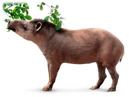 Herbivory is a form of consumption in which a heterotrophic organism consumes other organisms, principally autotrophs such as plants, algae and photosynthesizing bacteria. What Is A Herbivore What Do Herbivores Eat Dk Find Out