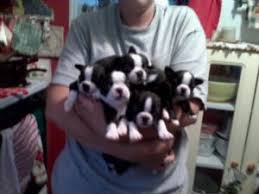 We breed to produce the very best pet and companion boston terrier puppies. Boston Terrier Puppies In Arizona
