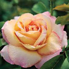 Peace Hybrid Tea Rose Hybrid Tea Roses Rose Varieties Peace Rose