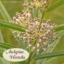 Maybe you would like to learn more about one of these? Find Milkweed Plants And Milkweed Seeds For Monarchs 25