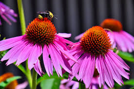 Check spelling or type a new query. 3 Ways To Create A Bee Friendly Garden Or Balcony Product Care Recycling