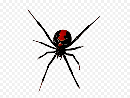 This black widow spider png is high quality png picture material, which can be used for your creative projects or simply as a decoration for your design & website content. White Spider Web Png Black Widow Free Transparent Png Images Pngaaa Com