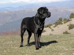E' un cane pigro e che non necessità di molto movimento e ciò lo rende perfetto per la vita da appartamento. I Migliori Cani Da Guardia Le Quindici Razze Piu Indicate Razzedicani Net
