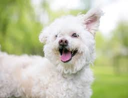 This group is for those of us with puppies or dogs who look far more like the golden or labrador halves of themselves than the poodle half. A Guide To Poodle Mixes And Doodle Dogs Martha Stewart