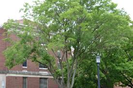 Image result for Styphnolobium