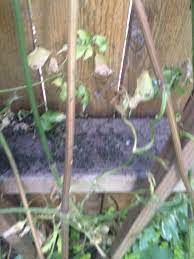 If you identify the problem and act quickly, you'll increase the chances that, in time, your plant will recover. Leaf Eating Beetle Eating Clematis Leaves 341634 Ask Extension