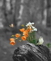 Shorty On Twitter Nature Photography Beautiful Nature Beautiful Birds