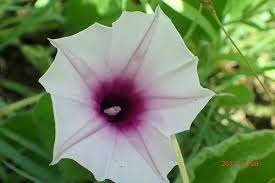 Image result for Ipomoea crassipes