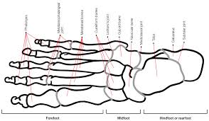 Racgp The Challenge Of Managing Mid Foot Pain