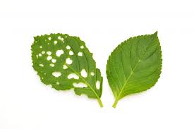 紫陽花の様子がおかしい 疑われる害虫と対策法 In Natural Style
