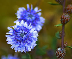 Image result for Plantaginaceae