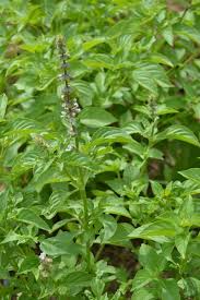 Image result for Ocimum americanum