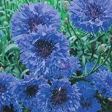 Cornflower Flower Seeds Annual Flowers Cornflower