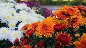 Mums come in a multitude of colors, from fall classic colors like orange, red, and yellow to unexpected white, pink, and purple. Chrysanthemums When To Plant Mums Overwintering The Old Farmer S Almanac