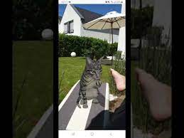 Google Ar Search Animals Cat Argumented Reality Youtube