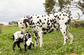 Loving Dalmatian Adopts Abandoned Sheep In Dog S Clothing Kopek Hayvanlar