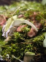 Image result for Utricularia tortilis
