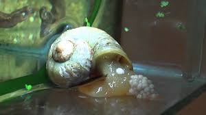 Mystery snails (pomacea bridgessi) are a south american species of freshwater snails. My Apple Snail Laying Eggs Youtube