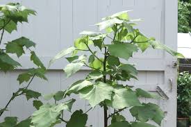 Image result for Sparrmannia africana