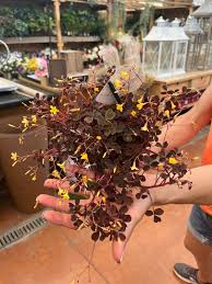 Image result for Oxalis depressa