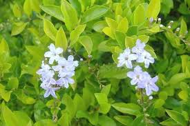 Duranta is a species of flowering shrub, widely cultivated as an ornamental plant in tropical and subtropical gardens. Duranta Erecta Alchetron The Free Social Encyclopedia