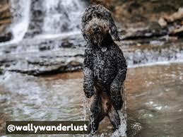 Naturally breeding & whelping doodle & poodle puppies. Doodle Dogs Why Poodle Mixes Are Not The Family Dogs You Think