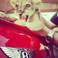 The wife of jailed mexican drug lord joaquín el chapo guzmán has been arrested in the us on suspicion of drug trafficking, us authorities say. Mexican Drug Lords Show Off Their Lavish Lifestyles With Instagram Pics Of Bikini Clad Women And Gold Plated Guns World News Mirror Online