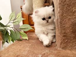 Look at pictures of persian kittens who need a home. A Beautiful Persian Kittens Nyc A Beautiful Persian Kittens